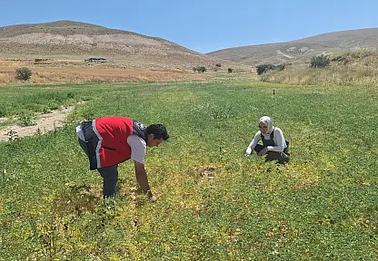 Konya'da nohut üretimi mercek altında! Sertifikalı tohumlar tek tek kontrol edildi