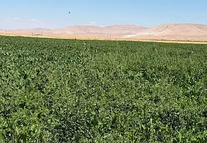 Konya'da şeker pancarı üreticisine tarlada birebir destek