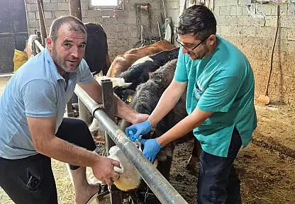 Konya'da üreticiye aşı desteği: Ekipler kapı kapı geziyor