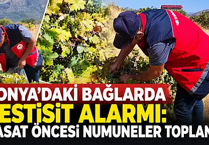 Konya'daki bağlarda pestisit alarmı: Hasat öncesi numuneler toplandı