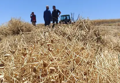 Konya'nın kırmızı incisinde hasat başladı
