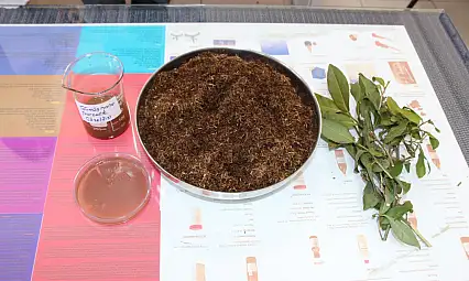 Bakterilere karşı beklenmedik silah: Çay atığından gelen güç