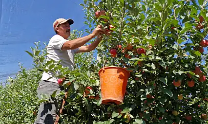 Don vurmuştu, rekorla döndü! Konya'nın yanı başında 15 milyon ağaçta dev hasat