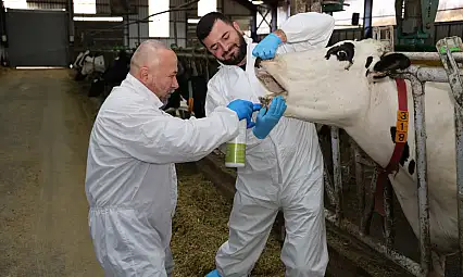 Şap hastalığına karşı yerli çözüm: Hayvanları hızla iyileştiriyor
