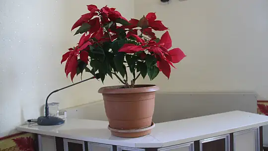 Konyalı imam açık artırmayla sattığı çiçeğin parasını depremzedelere gönderdi