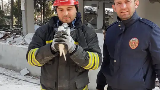 Konya itfaiye ekipleri, Hatay'da enkaz altında kalan 2 güvercini kurtardı
