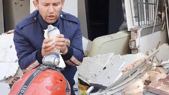Konya itfaiye ekipleri, Hatay'da enkaz altında kalan 2 güvercini kurtardı