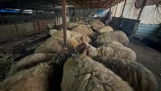 Konya Belediyesinden Hatay'da ki hayvancılara destek