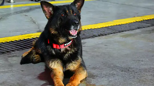 Konya İtfaiyesinin Cesur Köpeği