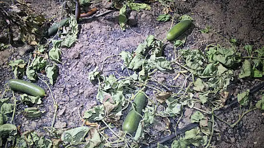 Kurduğu sistemle milyonlarca lira zarardan kurtuldu