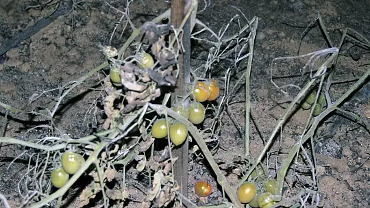 Kurduğu sistemle milyonlarca lira zarardan kurtuldu