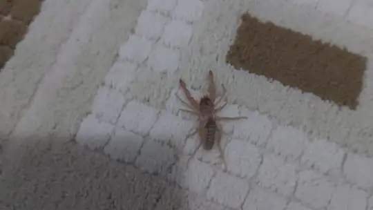 Sarı Ömer Örümceği Konya'nın Akademi Mahallesi'nde Korku ve Paniğe Yol Açtı