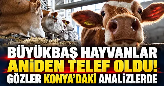 Büyükbaş hayvanlar aniden telef oldu! Gözler Konya'daki analizlerde
