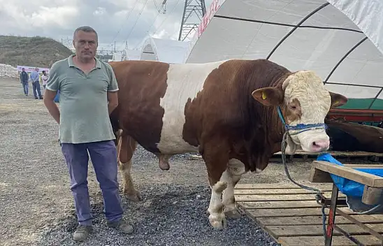 1 ton 200 kilogramlık dana alıcısını bekliyor