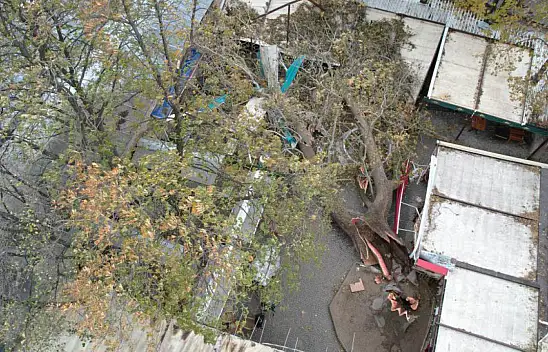 250 yaşındaydı fırtına yıktı geçti