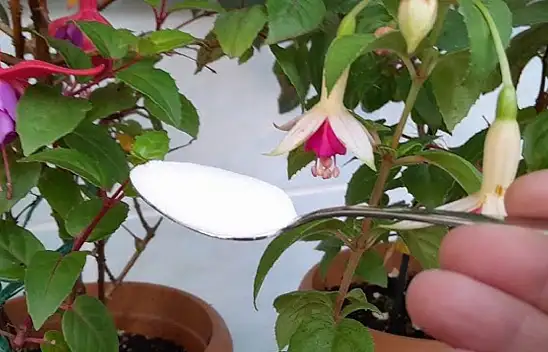 Açmayan çiçeklerin tek çaresi bu! Toz haline getirip toprağına ekleyin: Çiçek coşacak