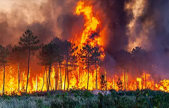 Adana'da orman yangını