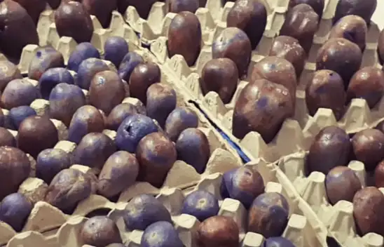 Adanalı köylü kadınların patlıcan kuruturken uyguladığı püf nokta! Aktarlarda satılanlar gibi lezzetli oluyor…