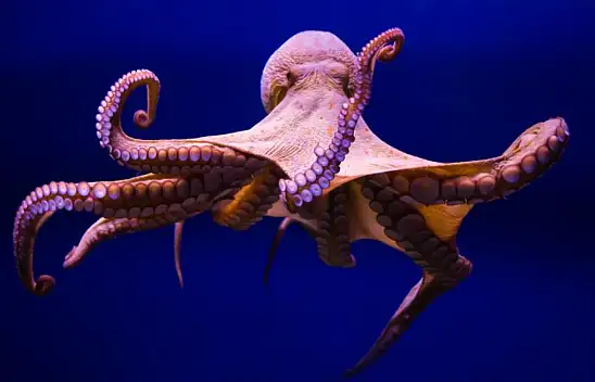 Ahtapotların üç kalbi: Denizlerin mucizevi yapılarını keşfedin