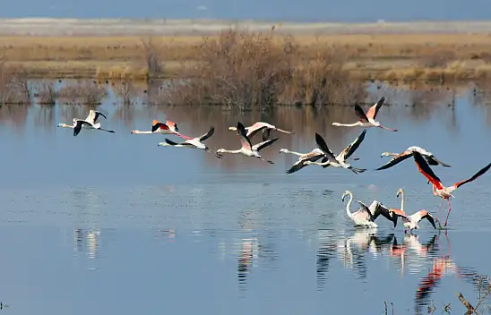 Akgöl sazlıkları flamingolar ve farklı kuş türlerine ev sahipliği yapıyor