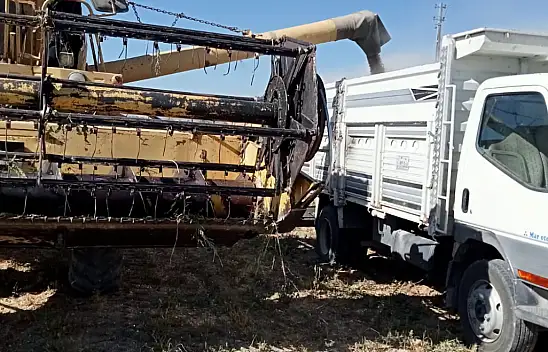Akşehir'de belediye öncülüğünde ekilen nohut hasat edildi
