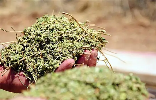 Aktarlar yok satıyor! 1 tatlı kaşığı tüketince akciğerleri temizliyormuş