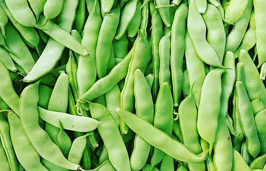 Verim düşük demişlerdi. İlk hasadı yapılan fasulye üreticisini memnun etti! Fiyatı belli oldu