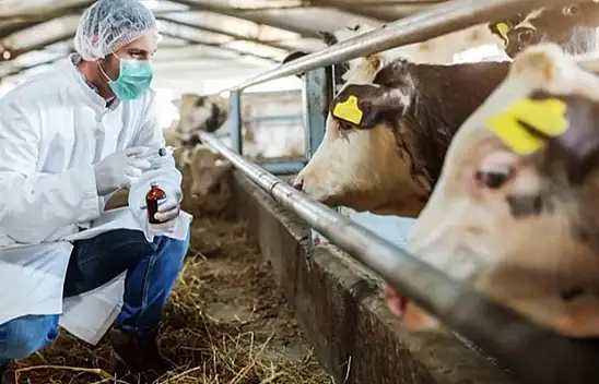 Aman dikkat!.. Şap hastalığı insanlara da bulaşıyor