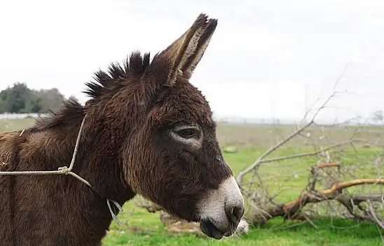 Ankara İl Müftüsünden şok fetva! 'Yabani eşek eti helaldir'