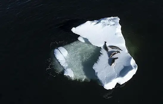 Antarktika'yı bekleyen tehlike