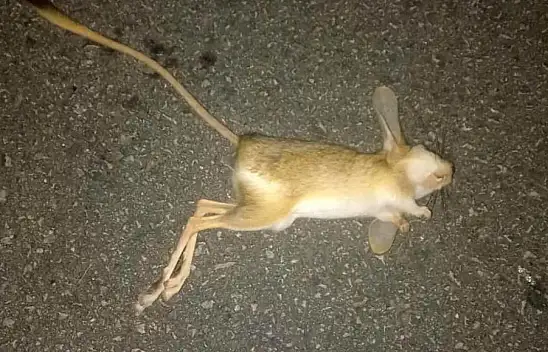 'Arap' tavşanı araç altında kaldı