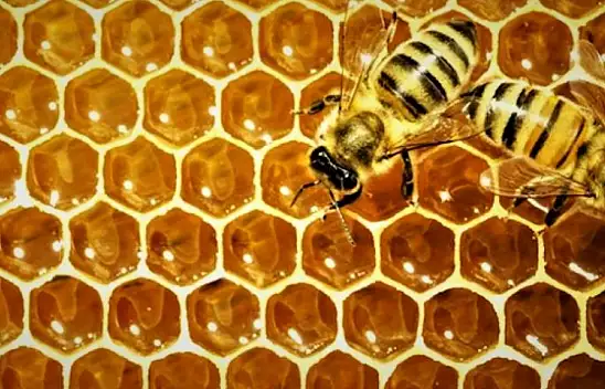 Arı peteğinin şekli: Doğanın mükemmel geometrisi