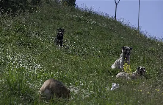 Artık engel olunamıyor bu durum uzmanları da korkutuyor!