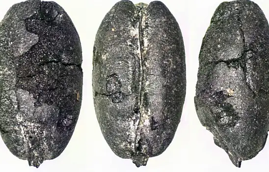 Arkeobotanik nedir? Geçmiş bitki kalıntıları üzerinden tarih okumak