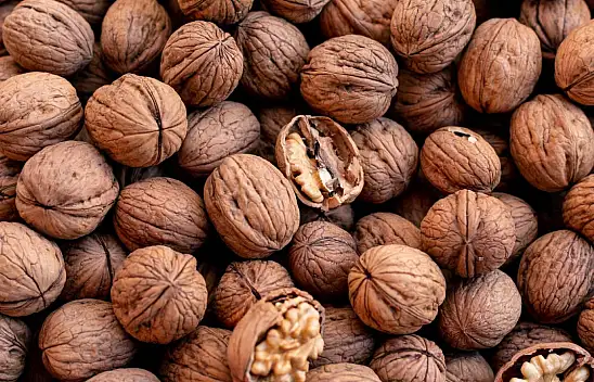 Atasözü diye nesiller ceviz ağacı altına oturmuyordu! Bugüne kadar hep yanlış bilmişiz…