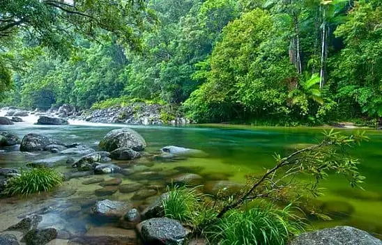 Avustralya'nın yeşil cenneti: Daintree yağmur ormanı