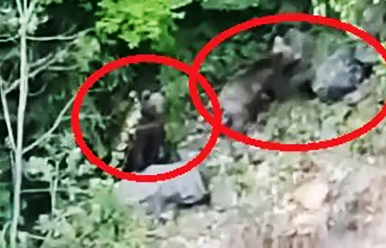 Ayılar, çay bahçesinde görüntülendi