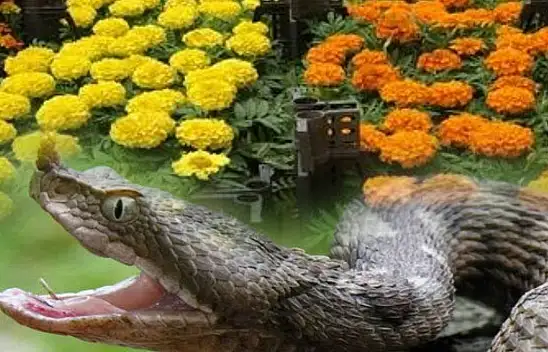 Bahçenize yılan geliyorsa sebebi bu olabilir. Hemen evinize bu bitkiden ekin…