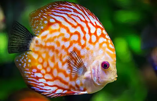 Balıklar gerçekten uyur mu? Bilim dünyasından şaşırtıcı bulgular