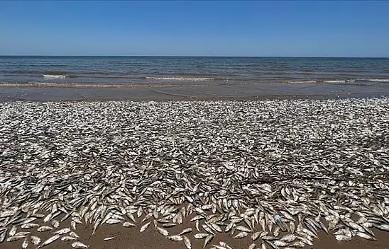 Balıklar kıyıya vurdu. O ülke alarma geçti...