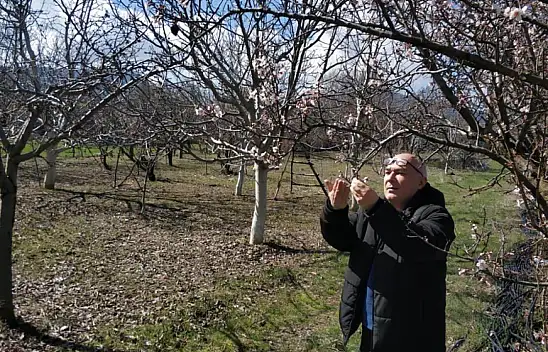 Beyşehir'de ekili alanlar ve meyve bahçelerinde hastalık taraması