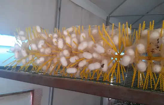 Beyşehir'de kadın çiftçiler ipekböceği kozası üretiyor