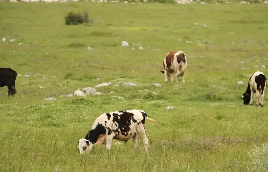 Beyşehir'de şap karantinası sona erdi