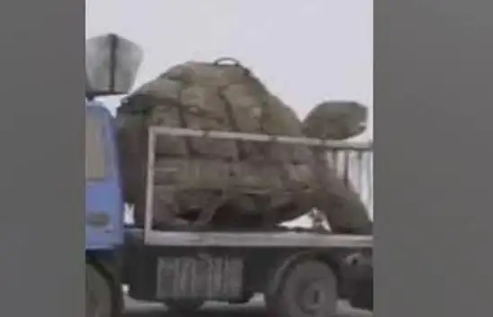 Bingöl'den 'Dev Kaplumbağa' Geçti mi? Dev Kaplumbağa olayı ne?