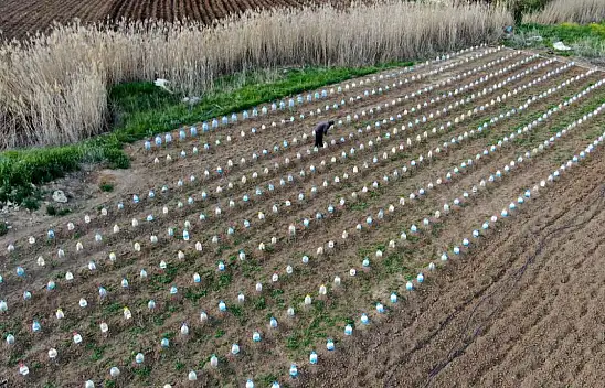 Bir çiftçi, domates fidelerini doludan korumak için ilginç bir yöntem geliştirdi