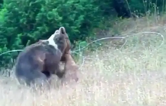 Bozayı, dağ keçisini avladı