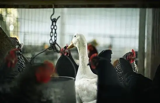 Brezilya'da kuş gribi alarmı