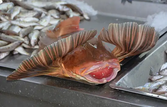 Bu balığın kilosu 400 TL