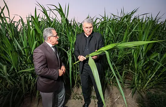 Bu bitkiyle hayvancılıkta yem maliyeti yarıya düşecek: Yurtdışından getirildi!
