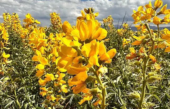 Bu çiçeğin koparılmasının cezası 387 bin 141 lira